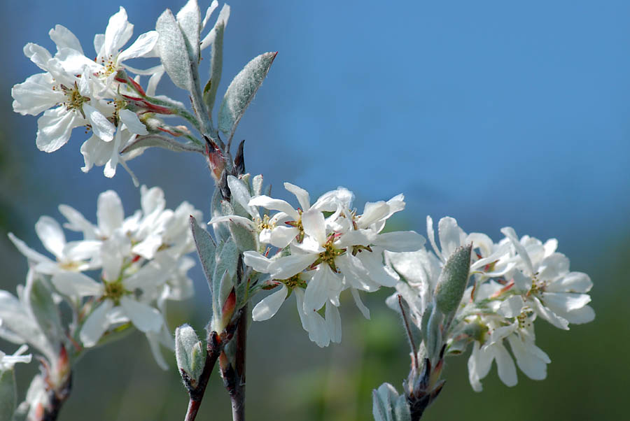 Amelanchier ovalis / Pero corvino